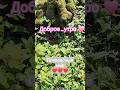 #благословенное_утра #Бог #творение #любовь #жизнь #сердце #радость
