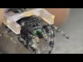 Vision in Jumping Spiders