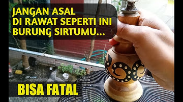 Ternyata ini juga salah satu penyebab burung sirtu yang awalnya gacor sekarang macet bunyi