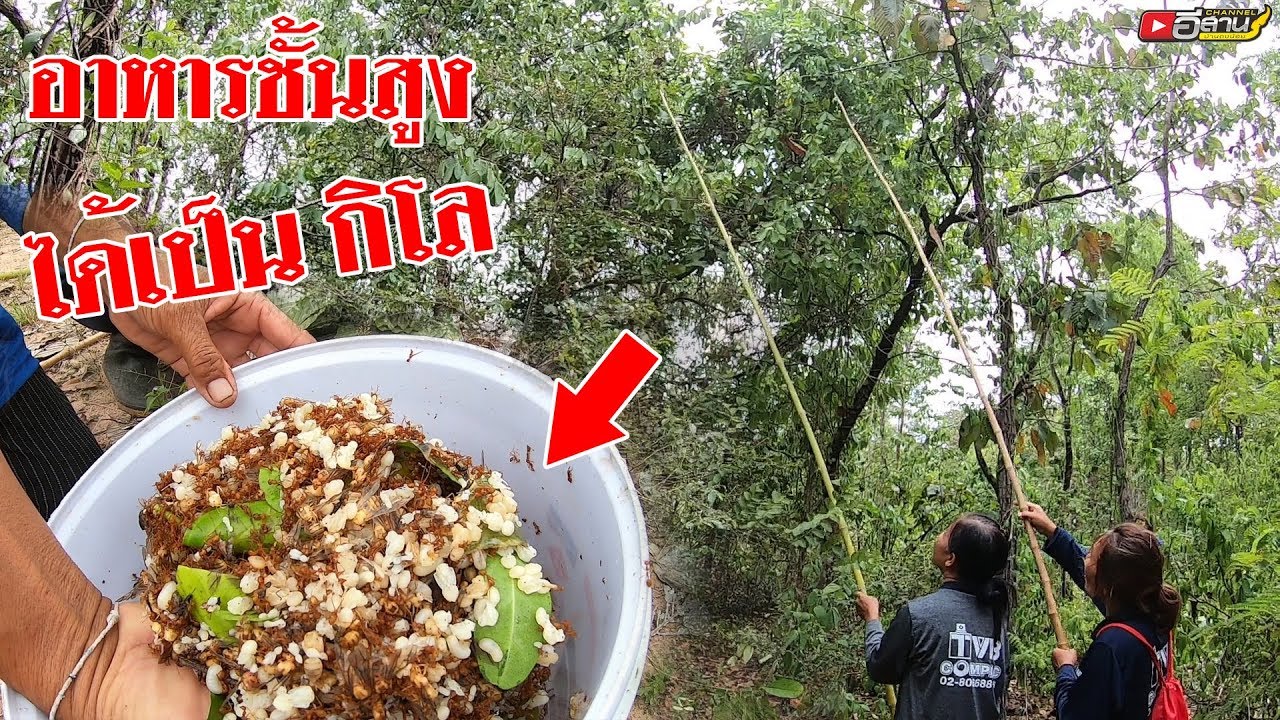 โคตรหมานรอบนี้?? ได้เป็นกิโล!! ไม่ได้โม้!! หาแหย่ไข่มดแดง หลังจากเมื่อคืนฝนตก