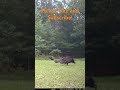Turkey Vulture vs Red Winged Blackbirds!