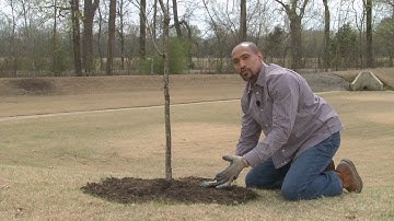Fixing Volcano Mulch – This Week in the Garden