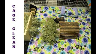 GoPro Cage Clean: 10 Guinea Pigs