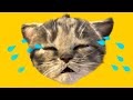 My Favorite Cat Little Kitten Preschool - Play Fun Cute Game #153