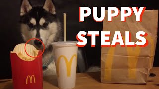 When Husky Steals Mcdonalds, The Video Ends  🍟  🍔 by HUNGRY HUSKY PACK 4,570 views 3 years ago 1 minute, 9 seconds