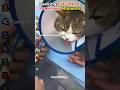 Ranking Cats’ Most Powerless Moments 😿