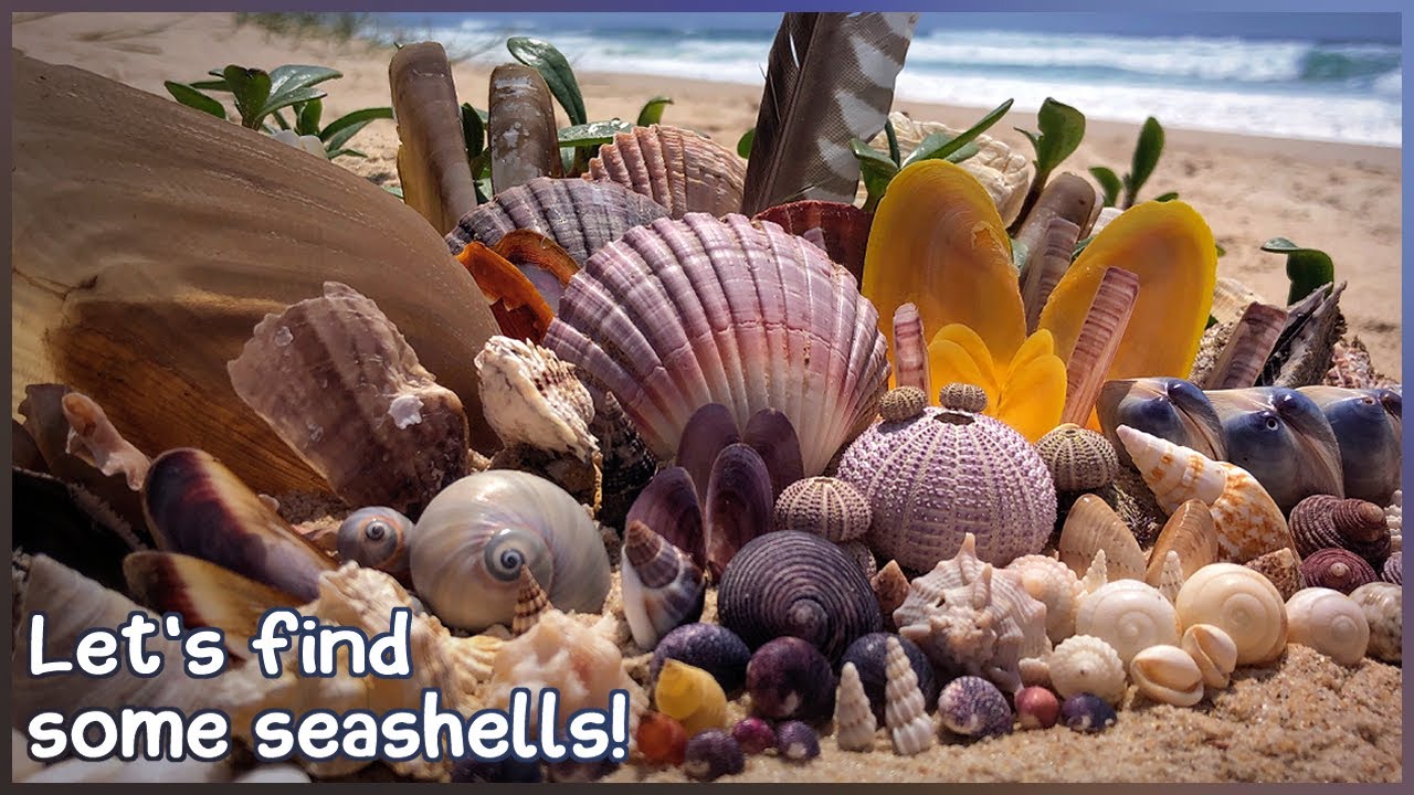 Low Tide Tellins and Urchins | Finding Seashells at Hervey Bay # ...