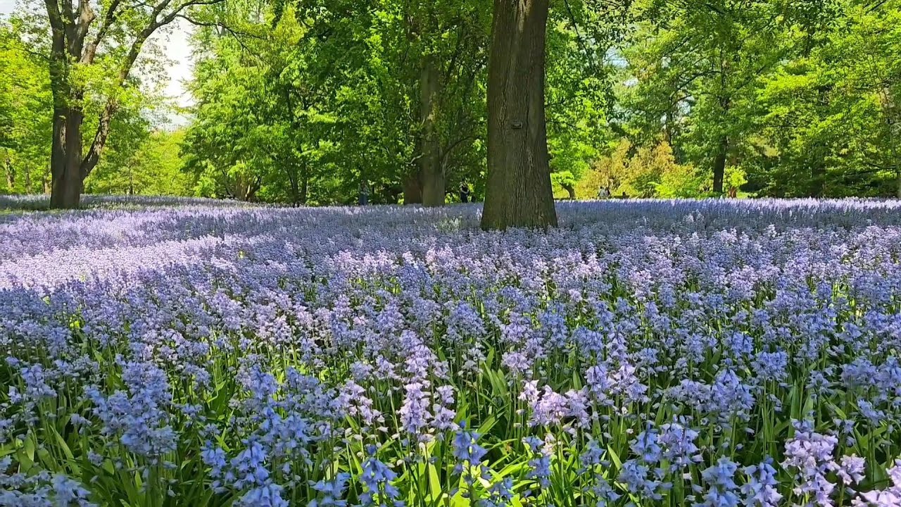 Bluebell wood in spring Rose lyn