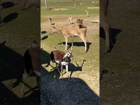 Safari at Global