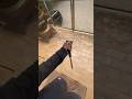 Pinky pinky pinky #music #balisongflipping #balisongtrainer #butterflyknifetricks #shortsviral #fyp