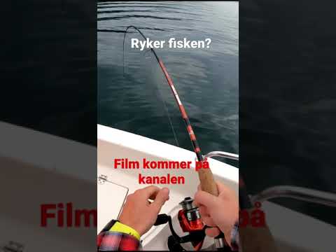 Video: Når er gal fisk?