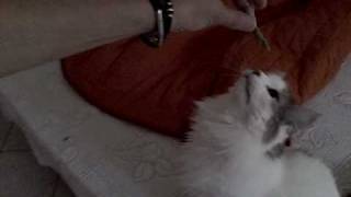 VID00520.AVI