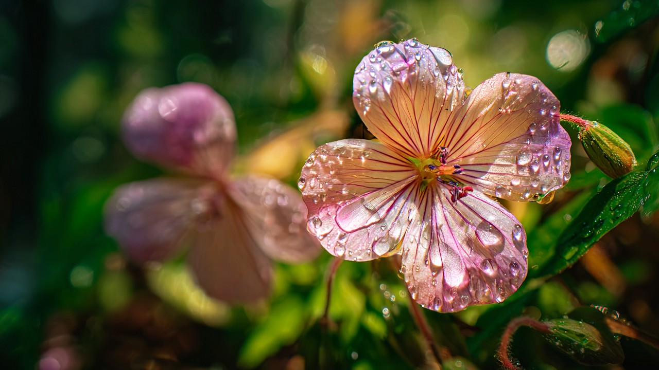 Красивая музыка! Сборник ЛУЧШИХ Мелодий от которых мурашки по телу! Цветы красиво распускаются #2