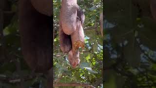 Squirrel eating a sausage tree fruit
