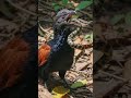 This Bird Hunts Poisonous Snakes Alive 😱