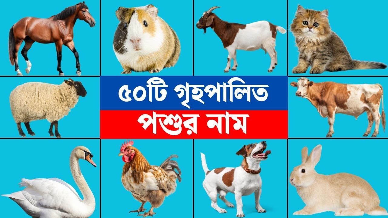 ৫০টি গৃহপালিত পশুর নাম | Domestic Animals Name in Bengali & English with Pronunciation