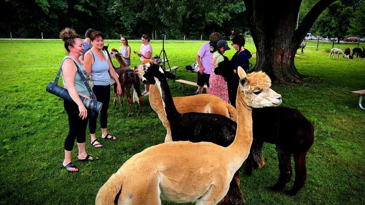 Find your zen with Alpaca Yoga