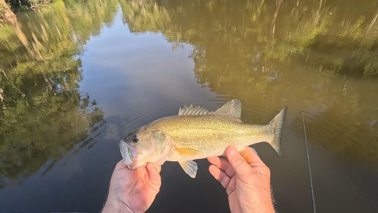 Bass Fishing in Bayou Zeast, Mobile Tensaw Delta