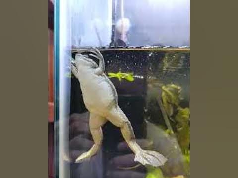 fully aquatic aquarium frog - YouTube
