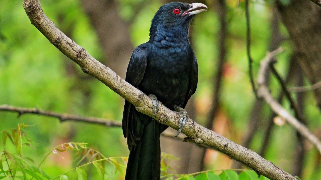 7+ Free Common Cuckoo & Cuckoo Images - Pixabay