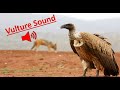 Vulture Voice Vulture Sound Vulture Sounds Effects Vulture Sounds HD ग द ध Vulturevoice Vulture Voice Vulture Sound Vulture Sounds Effects Vulture Sounds HD ग द ध Vulturevoice