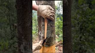 😳 Dalchini (Cinnamon) Kaise Banti Hai? | Amazing Process #ytshorts #farming