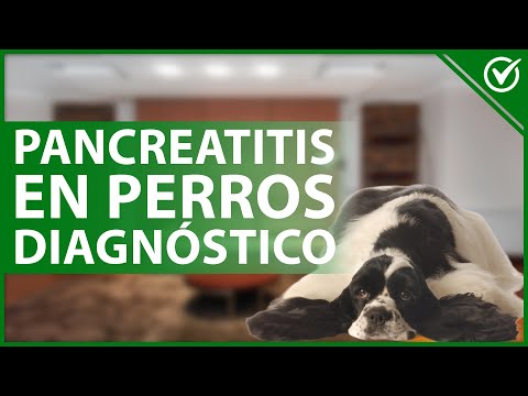 Video: Pronóstico para la pancreatitis en perros