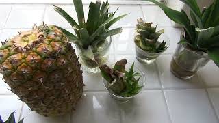 Grow Pineapple Plant at Home from a Store Bought Pineapple