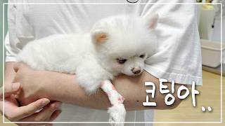 강아지 발작 때문에 MRI를 찍으러 갔는데..