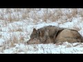 André Rieu - Alone Wolf