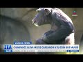 Chimpancé lleva tres meses cargando a su cría que murió | Noticias con Francisco Zea