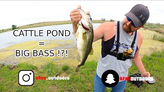 Fishing A CATTLE POND For BIG BASS!? Topwater Frog BLOWUPS Through HEAVY MOSS! Summer Bass Fishing
