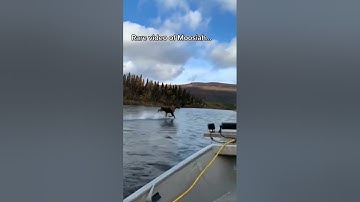 Moose Running on Water 😱🫎