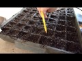 Dibbing Sun Gold Tomato Seeds.