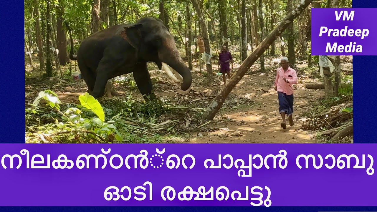 പാപ്പാൻ സാബുച്ചേട്ടൻ ഓടി രക്ഷപെട്ടു@@VMPRADEEP#chirakkadavuthiruneelakandan#elephantattack 