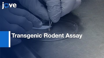 Transgenic Rodent Assay For Quantifying Male Germ Cell Mutant Frequency l Protocol Preview