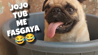 jojo in the tub || Pug in the tub || cute pug video || best dog vlog