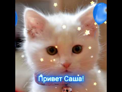 #привет Саша! #котики #коты #кошки #новинка #приколы #сднемрождения