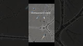 The Tiny Connections That Make Your Brain Learn 🧠 News