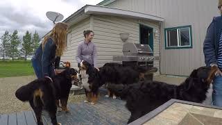 Bernese Mountain Dog Breeders Behind The Scenes