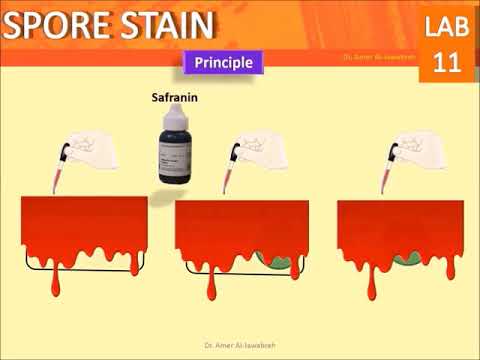 Spore Stain: Schaeffer–Fulton Method- Lab 11