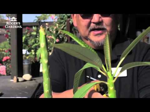 Video: Plumeria Rood