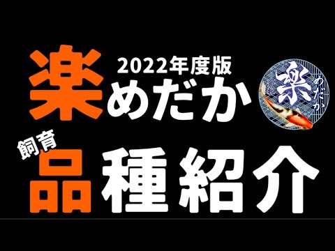 楽めだかが飼育しているメダカ品種を紹介！　マリアージュロングフィン・エメラルドフィンなど　＠楽めだか　2022年度版