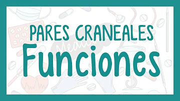 ¿Que pares craneales intervienen en la inervación del globo ocular?