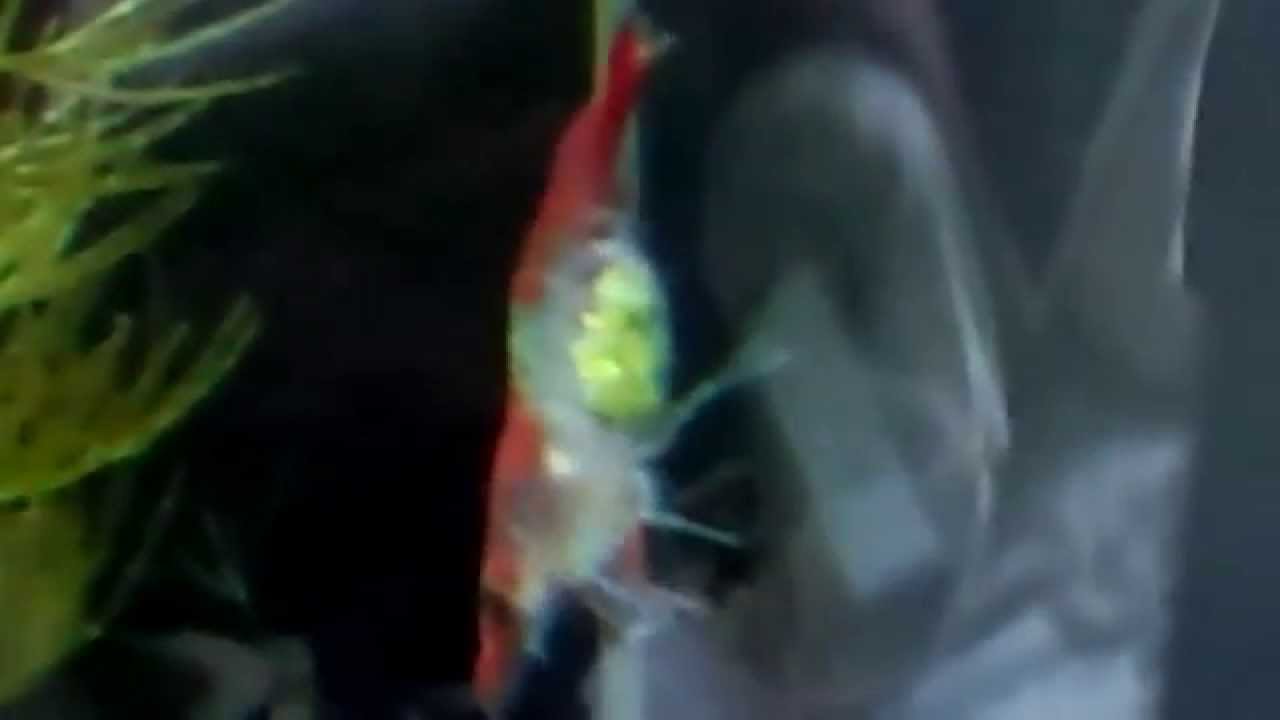 格安人気 雲 抱卵中メス5匹 オス5匹 レッドビーシュリンプ 写真の個体すべてを送りいたします 超目玉アイテム Pegasusarabians Com