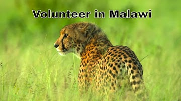 Wildlife research in Liwonde National Park, Malawi