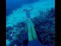 Missed a Big Gag Grouper