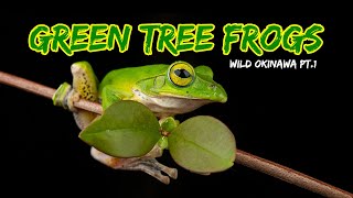 Okinawa Wild: Green Tree Frogs