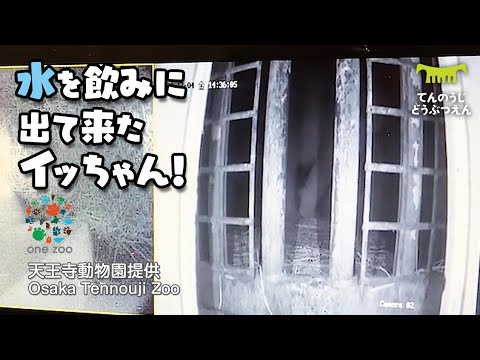 【イッちゃんと赤ちゃん】水を飲みに産室を出てきたイッちゃん！と赤ちゃんの元気な鳴き声 Icchan leaves the nursery to drink some water.