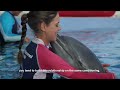 Como aprenden los Delfines en Dolphin Discovery | Entrevista con los Expertos | Mario Andrade